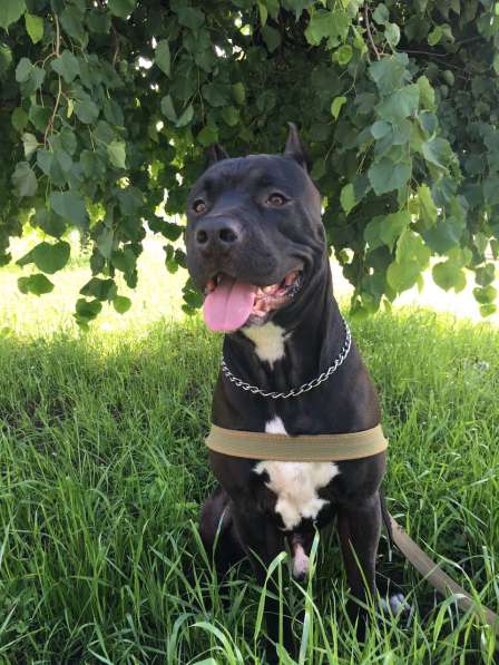 Щенки питбуля в Москве фото 31