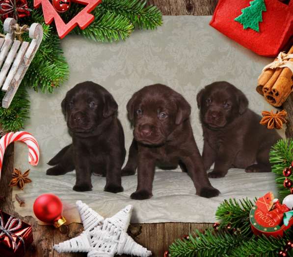 Шоколадный щенок лабрадора