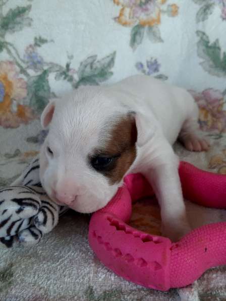 Милые мальчики и девочки Амстаффа резерв ркф в Москве фото 29