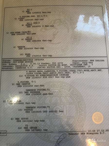 Продам Девочку Алабая в Ростове-на-Дону фото 3