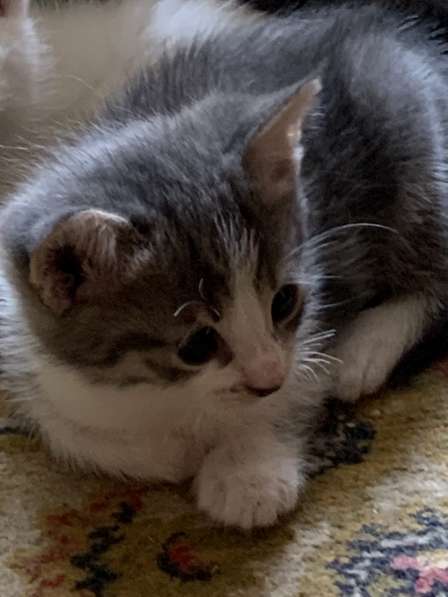 Котята в добрые руки в Москве фото 17