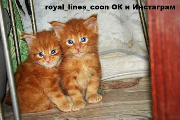 Гиганты Мейн-Кун в Москве