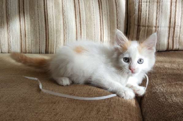 Котенок-пуховичок в добрые руки, 2,5 мес в Москве фото 13