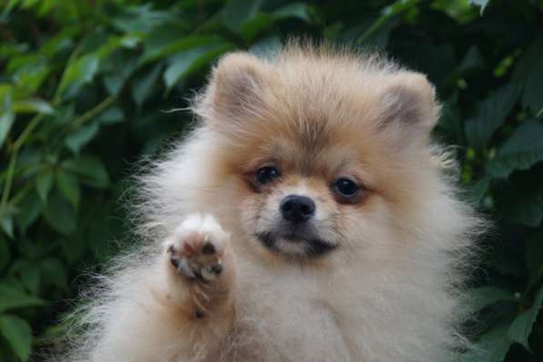 Шпиц мальчик