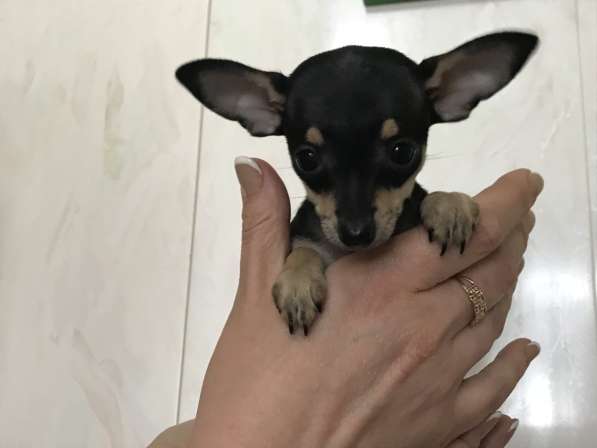 МИКРО русский той-терьер в Москве