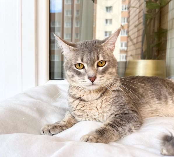 Сноу - молодой котик ищет дом, в добрые руки в Москве фото 4
