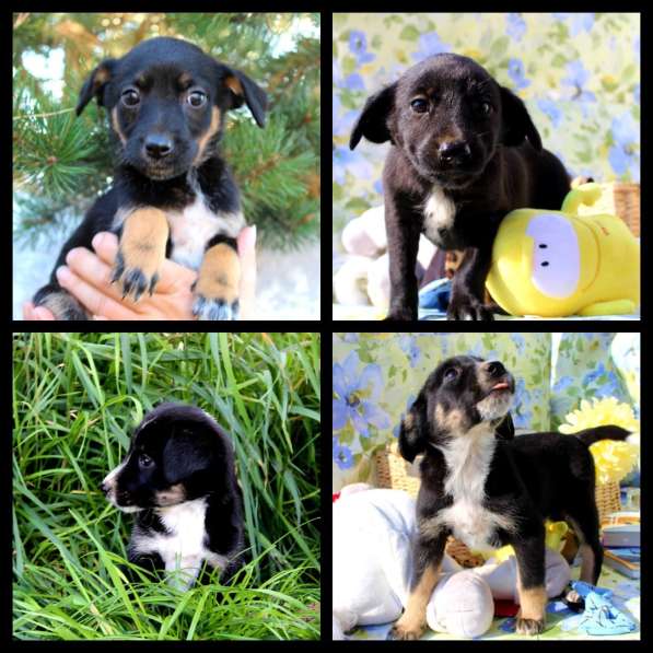 Щенки банда целая в добрые руки в Москве фото 4