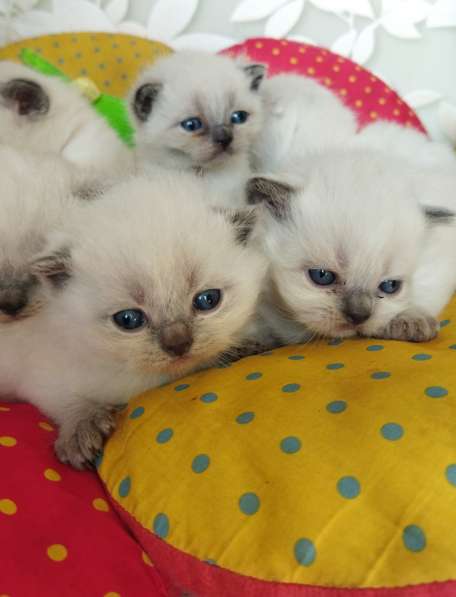 Скоттиш фолд и Скоттиш страйт шиншиллыРодословная в фото 11