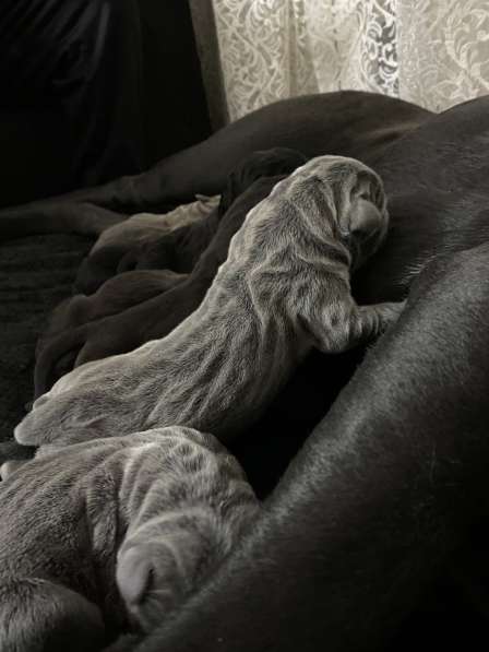 Щенки высшего качества! в фото 12