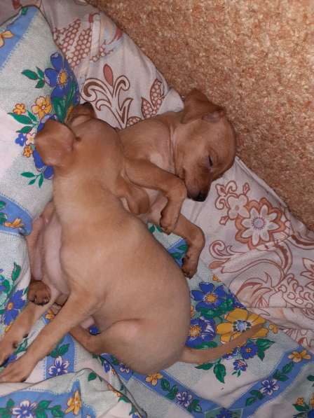 Той терьер щенки в Москве фото 3