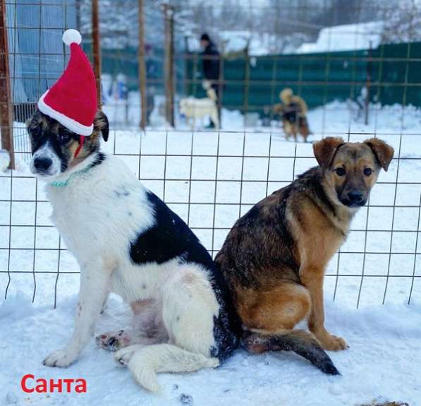 Трогательный щенок Санта ищет семью! в Москве фото 12