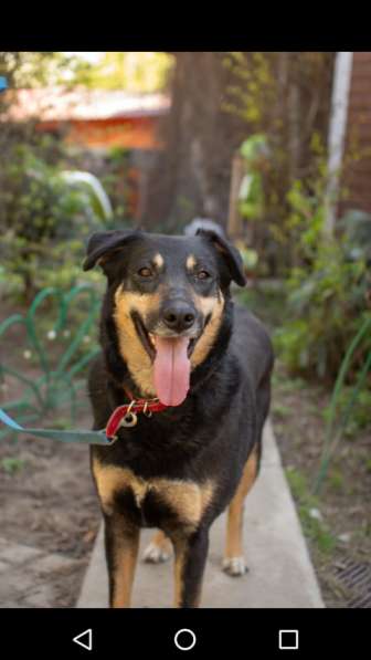 Красавица Лора в добрые руки в Москве фото 12