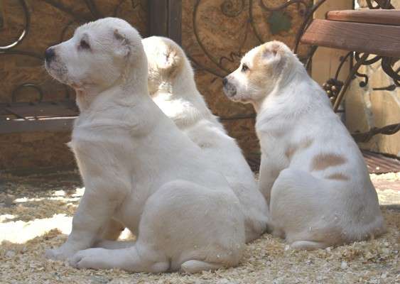 ЩЕНКИ СРЕДНЕАЗИАТСКОЙ ОВЧАРКИ - ПРОДАЖА ! в Алуште фото 9