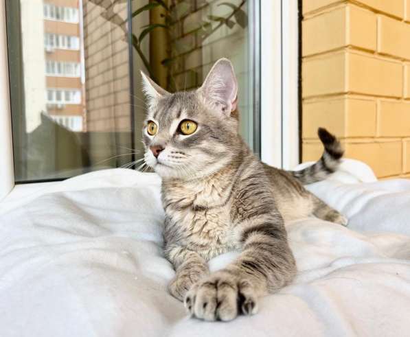 Сноу - молодой котик ищет дом, в добрые руки в Москве фото 9