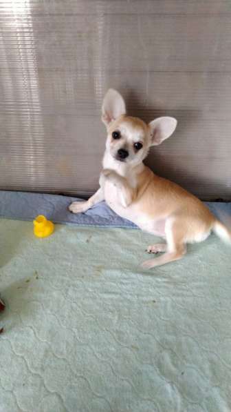 чихуахуа три месяца. чихуахуа 3 месяца. чихуахуа 3 месяца фото. чихуахуа мини 2 месяца. голубой чихуахуа.