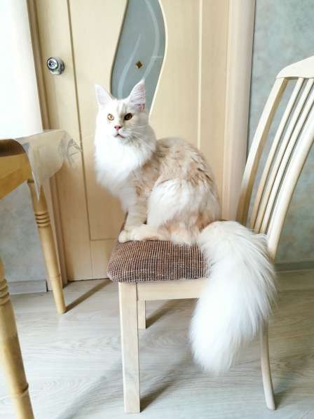 Элитные котята Мейн-кун из питомника Remagic Helga в Барнауле