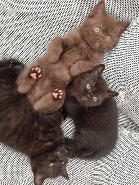 Продаються милые британские короткошерсные котята в фото 5
