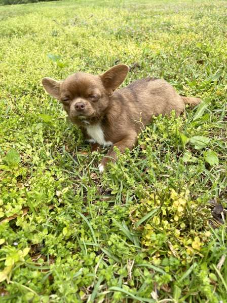 Chihuahua puppy в фото 3