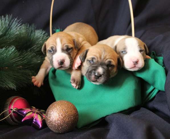 Щенки АСТ (документы РКФ) в Краснодаре фото 21