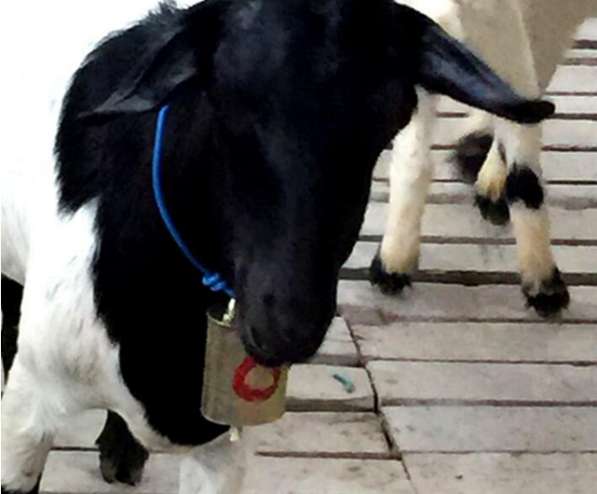 ✔ Колокольчик 2 шт. корова лошадь овцы козы колокол мелодия в Астрахани фото 4