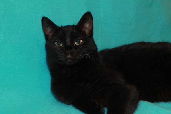 Красавица Кармен, черная ласкушка. Молодая кошка в добрые ру в Москве