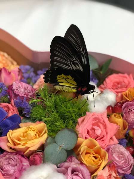 Салют из живых тропических бабочек в Бахчисарае фото 12