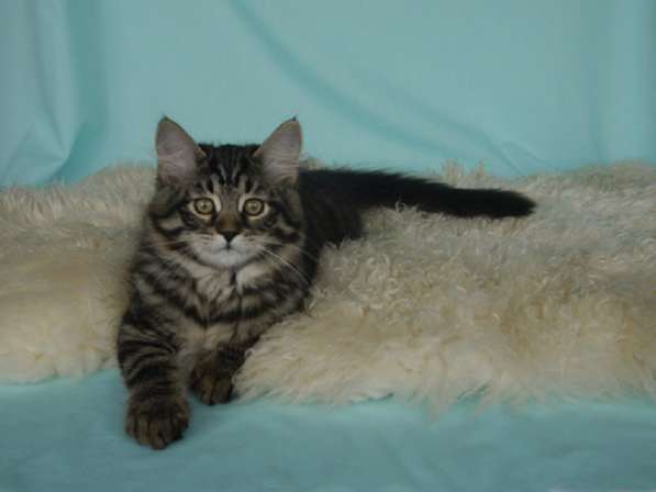 Традиционные Сибирские котята в Москве фото 8