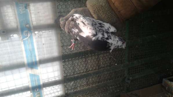 Продам голубей в Иркутске фото 9