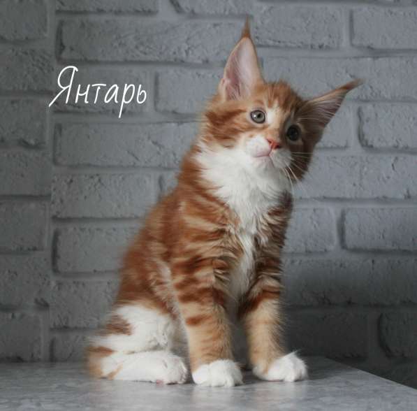 Котенок Мейн-кун. Maine coon