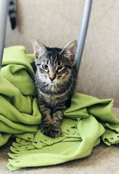 Мурлыка-котенок с дефектом глазика очень ищет дом в Санкт-Петербурге фото 14