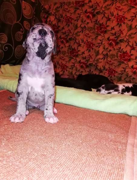 Щенки немецкого дога в Кургане фото 5