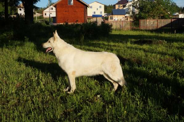 Предлагаются к продаже щенки Белой швейцарской овчарки в Кирове