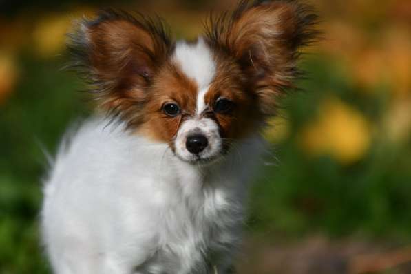 Щенки папильона в фото 4