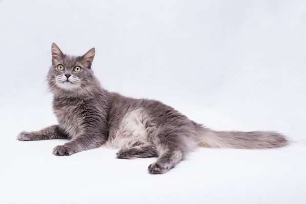 Очень шикарный красавец кот ищет дом