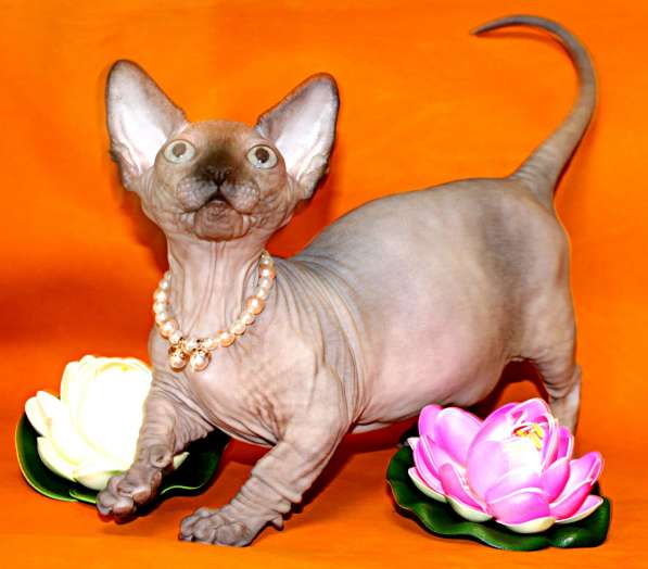 Девочка шоколадная бамбино в фото 8