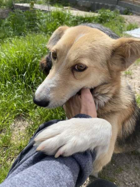 Милая маленькая собачка ищет дом в Санкт-Петербурге фото 15