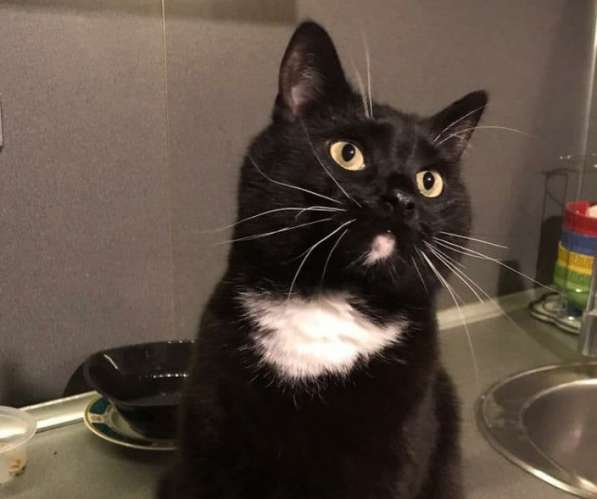 Масяня, самый добрый котик в добрые руки