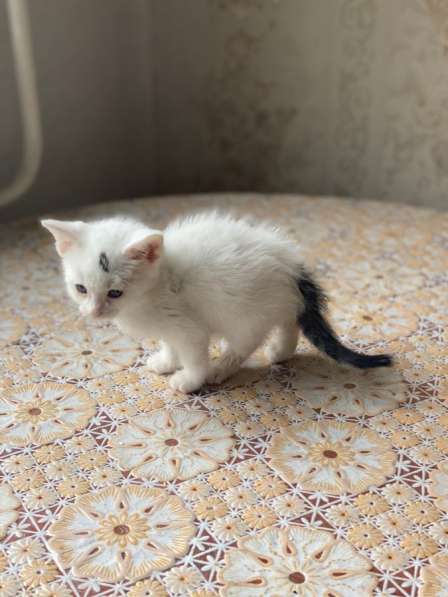 Белый кот в Москве фото 6