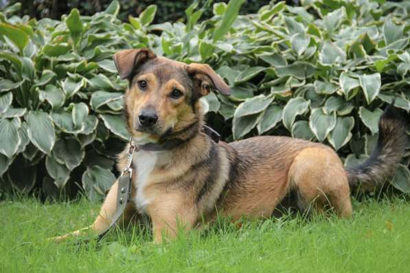 Очаровательная собачка компактного размера в Санкт-Петербурге фото 27