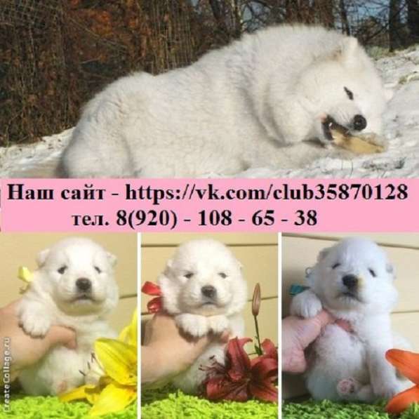 Добротные мишки самоеды в продаже