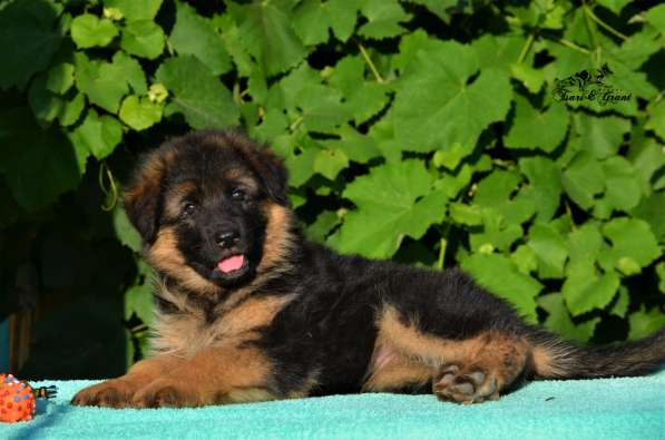 Немецкая овчарка в фото 32