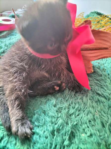 VENTA DE GATITOS в фото 15