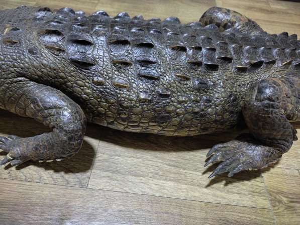 Чучело Крокодила в 