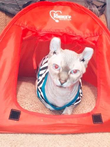 Отдам кота в Москве фото 5