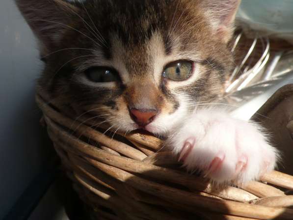 Котята Севастополь. Прекрасная девочка в добрые руки! в Севастополе фото 9