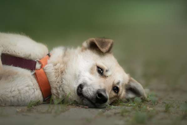 Ищет дом Ромео #ромео_дубоваяроща в Москве фото 30