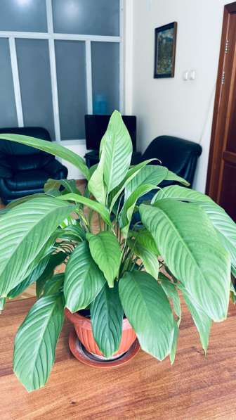 Цветы комнатные в Красноярске фото 3