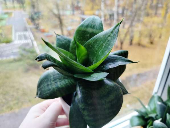 Сансевиерия Хана / Зайчьи уши