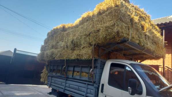 Солома