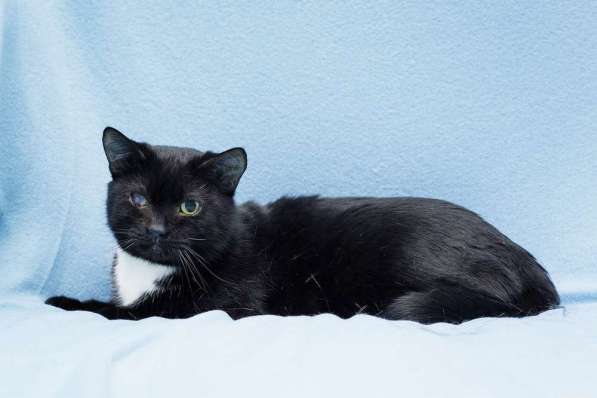 Котя ищет дом